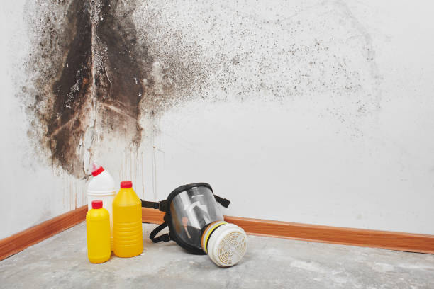 Best Mold Removal Company Near Me  in Dos Palos, CA