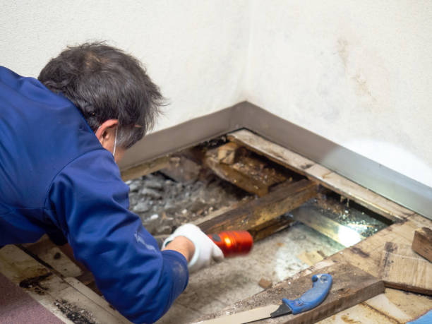 Best Professional Mold Removal  in Dos Palos, CA