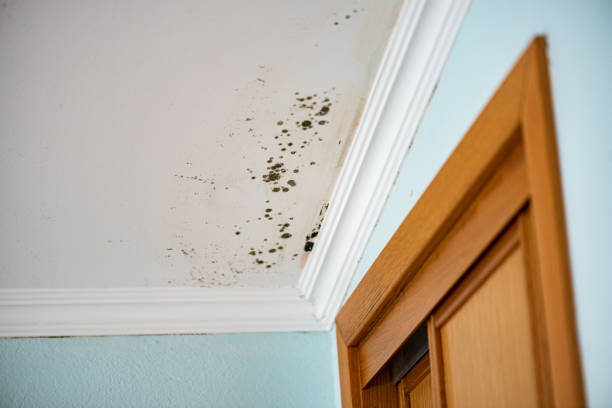 Best Black Mold Removal  in Dos Palos, CA