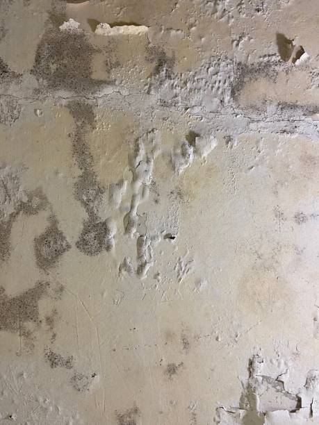 Best Mold Remediation Experts  in Dos Palos, CA