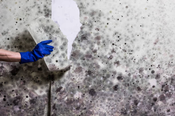 Best Mold Cleaning Services  in Dos Palos, CA