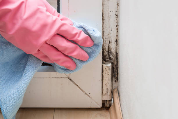 Professional Mold Removal in Dos Palos, CA