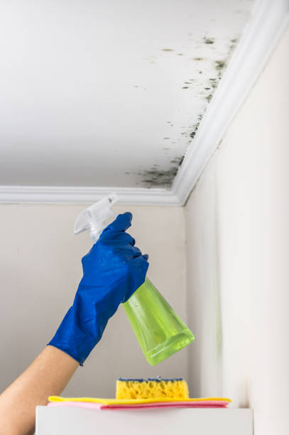 Best Same-Day Mold Removal  in Dos Palos, CA